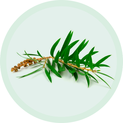 Tea Tree